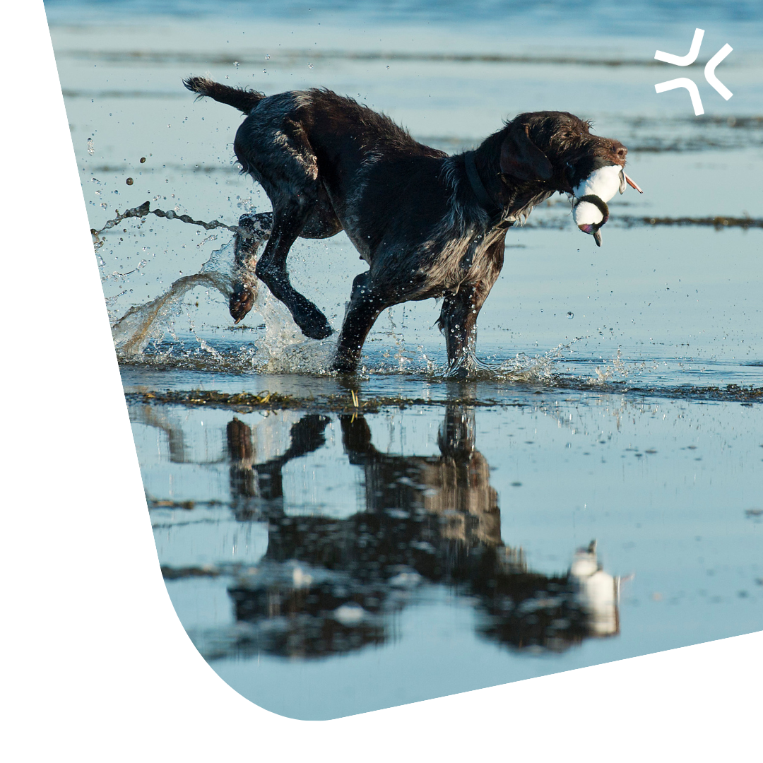 Retrieving