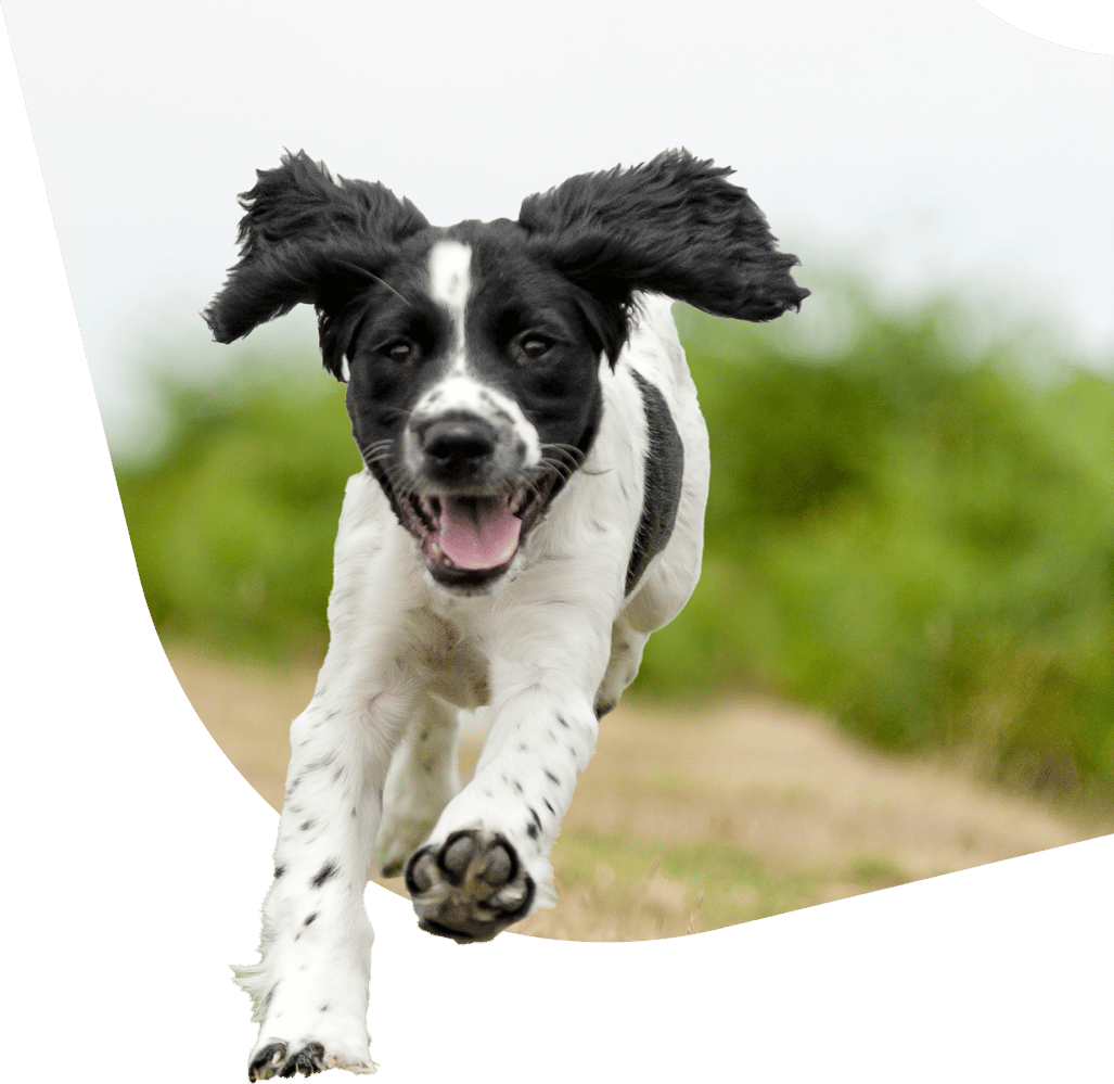 Dog-Large-Hero
