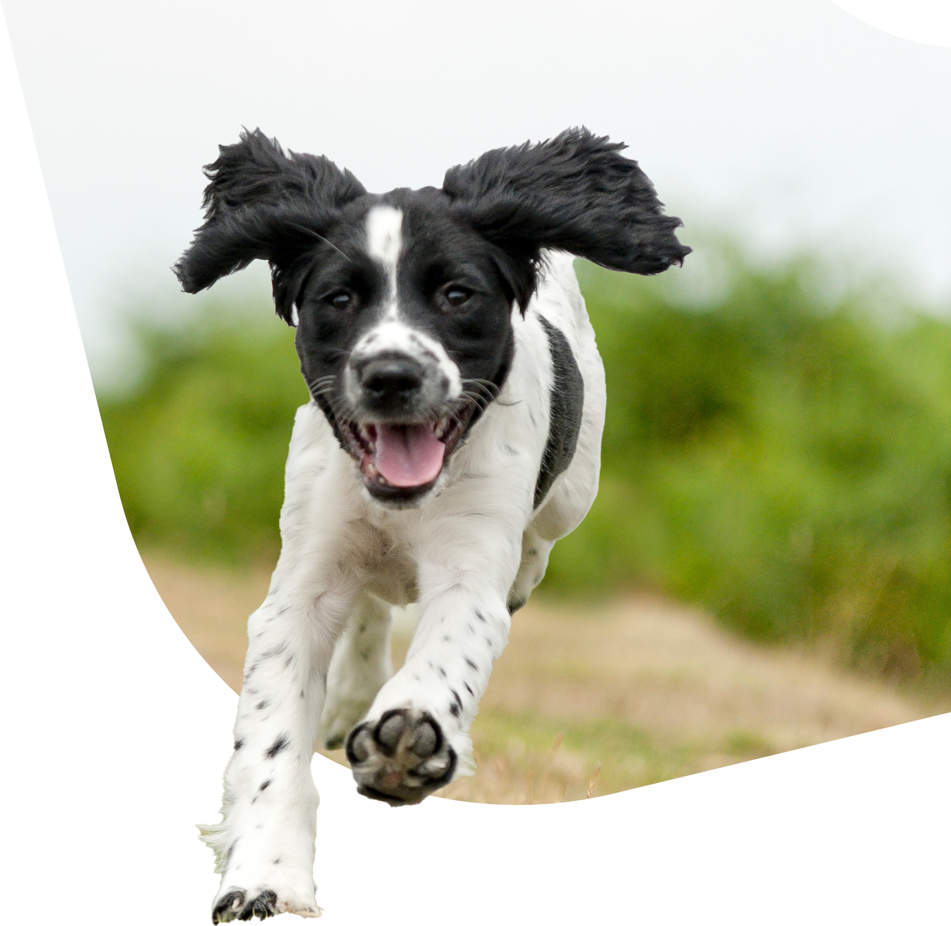 Dog-Large-Hero