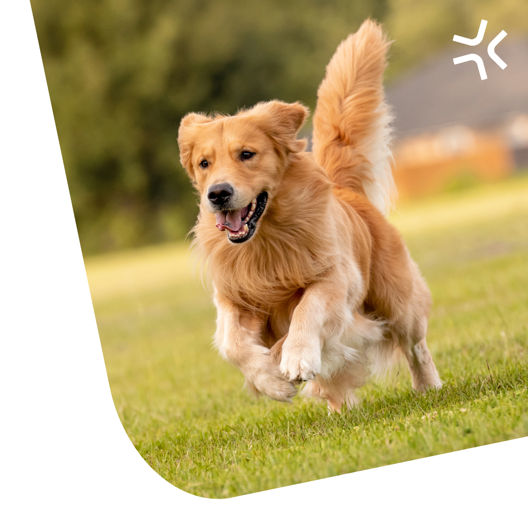 Rounded Corner PetPatients (3)