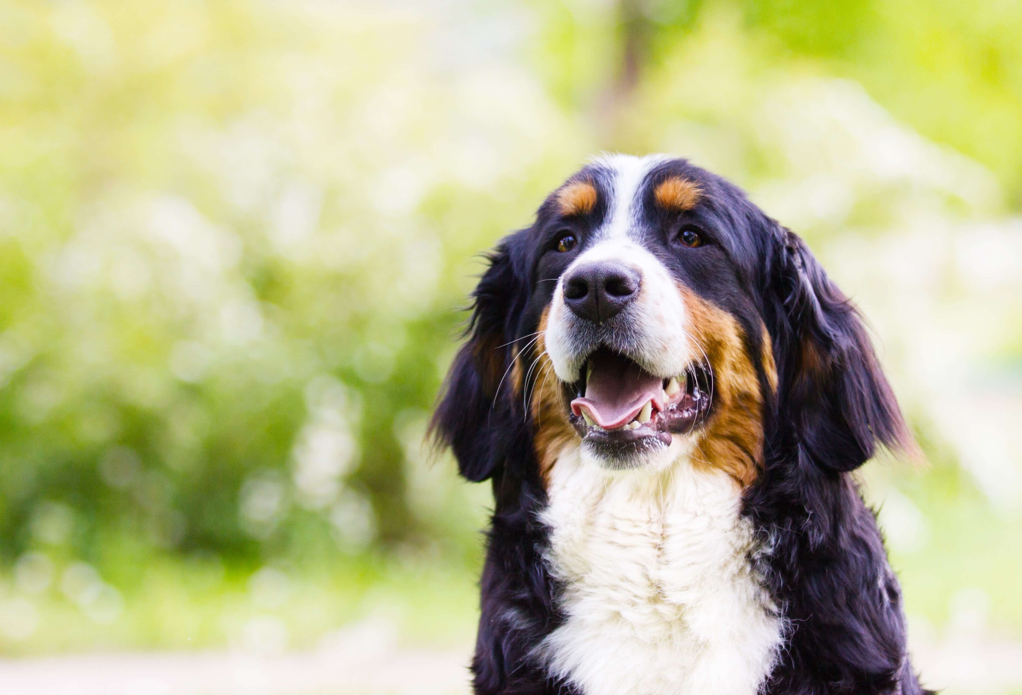 Dog Testimonial