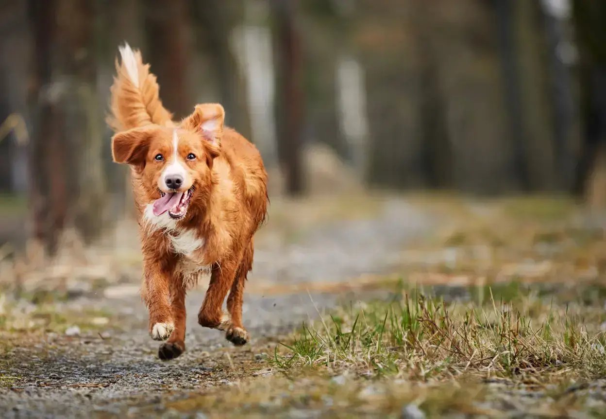 dog in woods