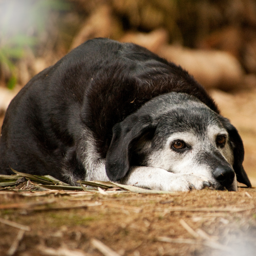 Osteoarthritis <br>of the Knee