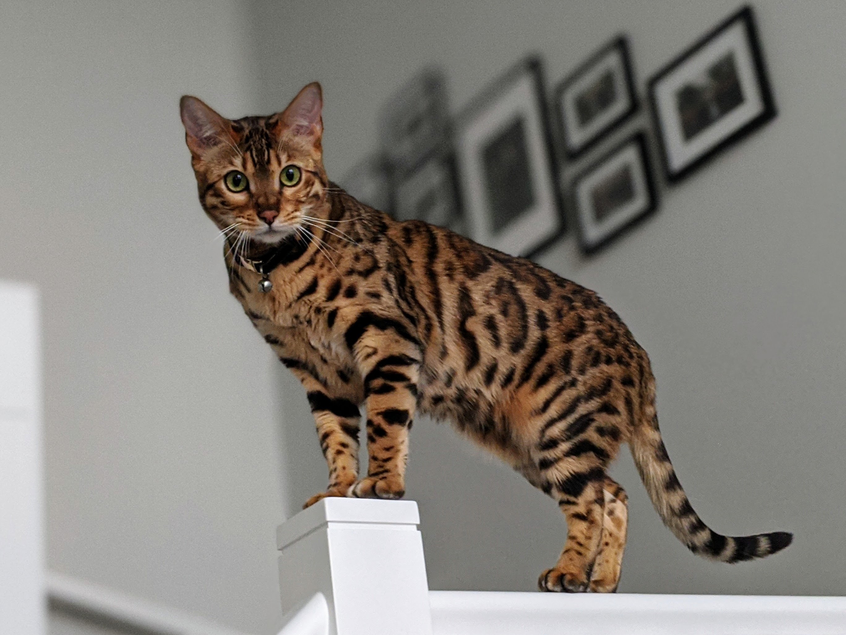 Loki, Bengal Cat