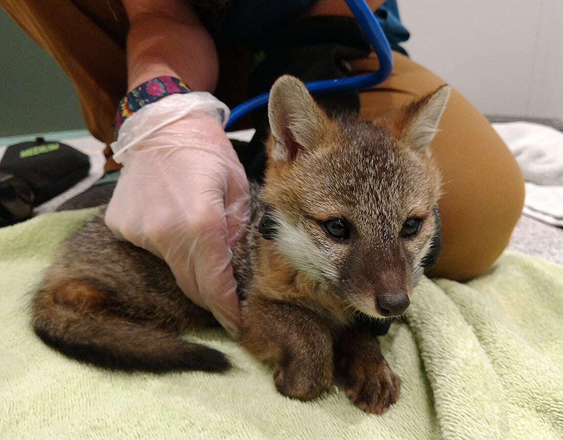 Gray Fox